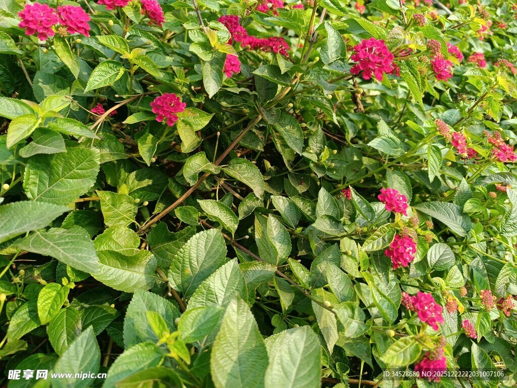 绿叶丛中绽放的艳丽花朵