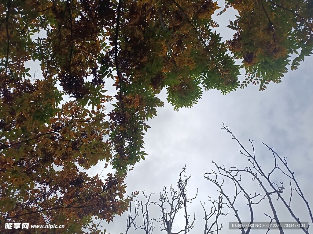 仰视秋日斑斓树冠