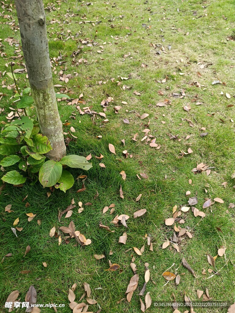 树下草地与落叶景象