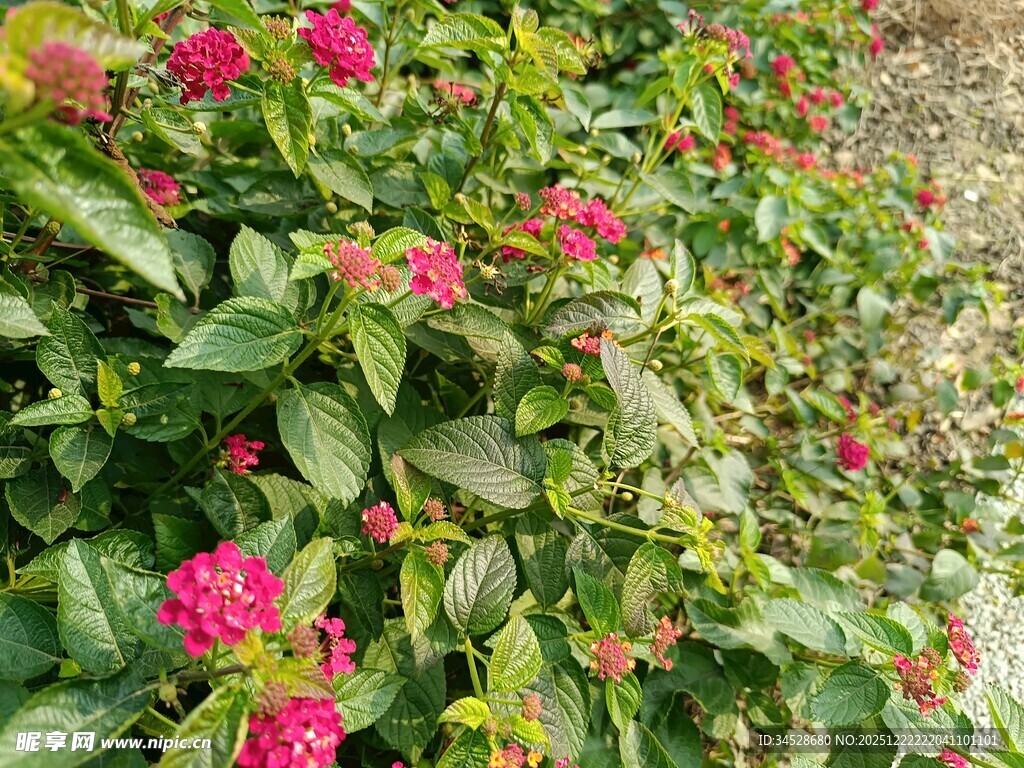 鲜艳花丛绽放美丽色彩