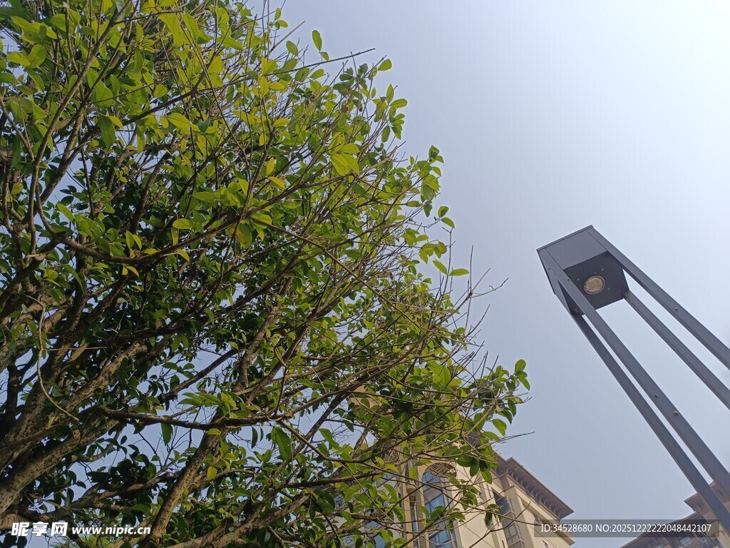 绿树旁的高耸建筑