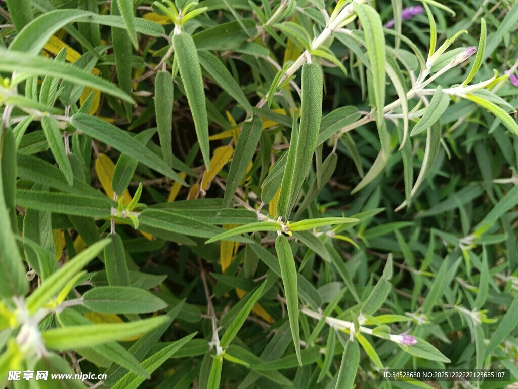 绿色细长叶片植物特写