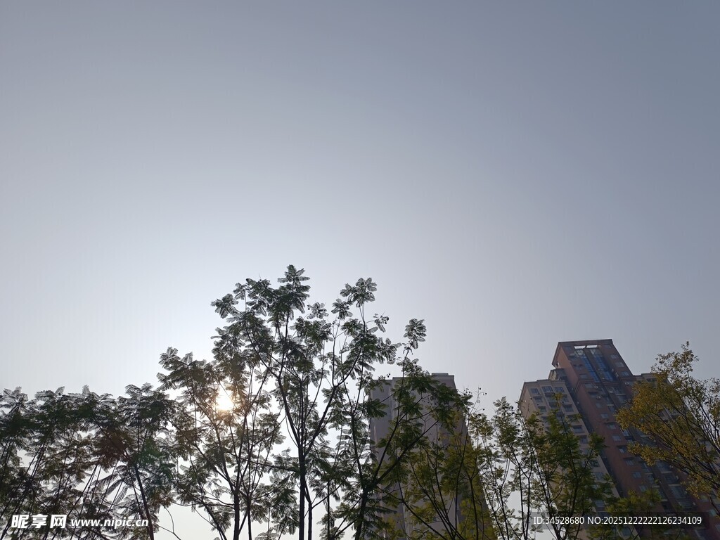 阳光下的树木与高楼