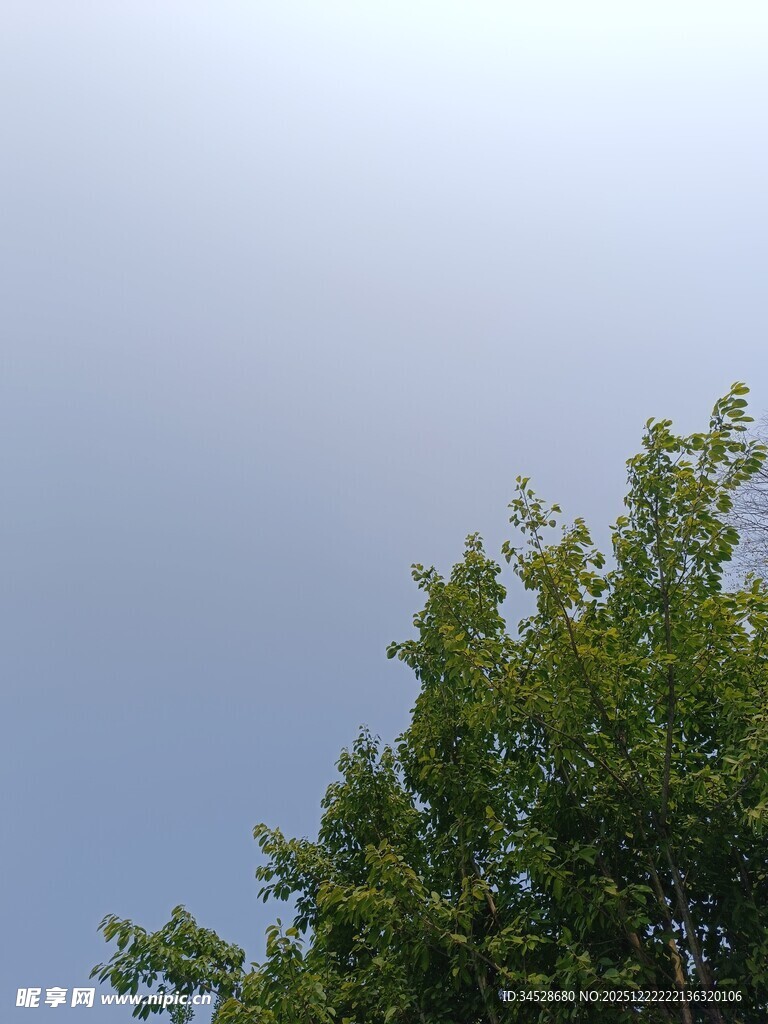 树梢之上的晴朗天空