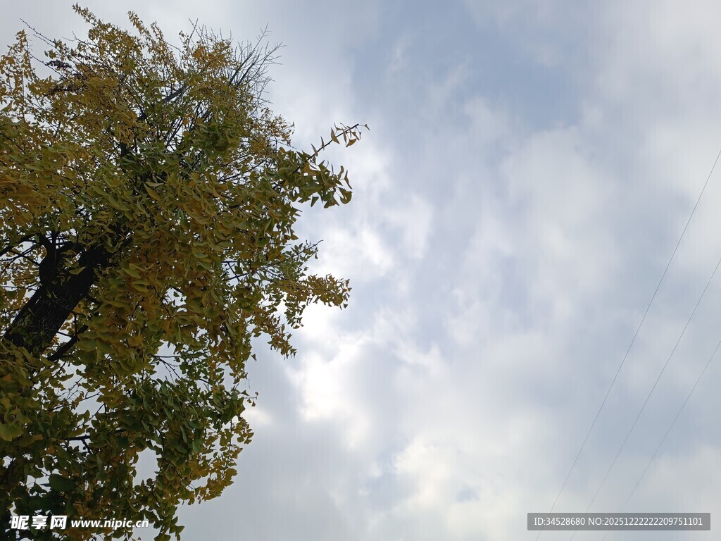 天空下的树木枝叶景观