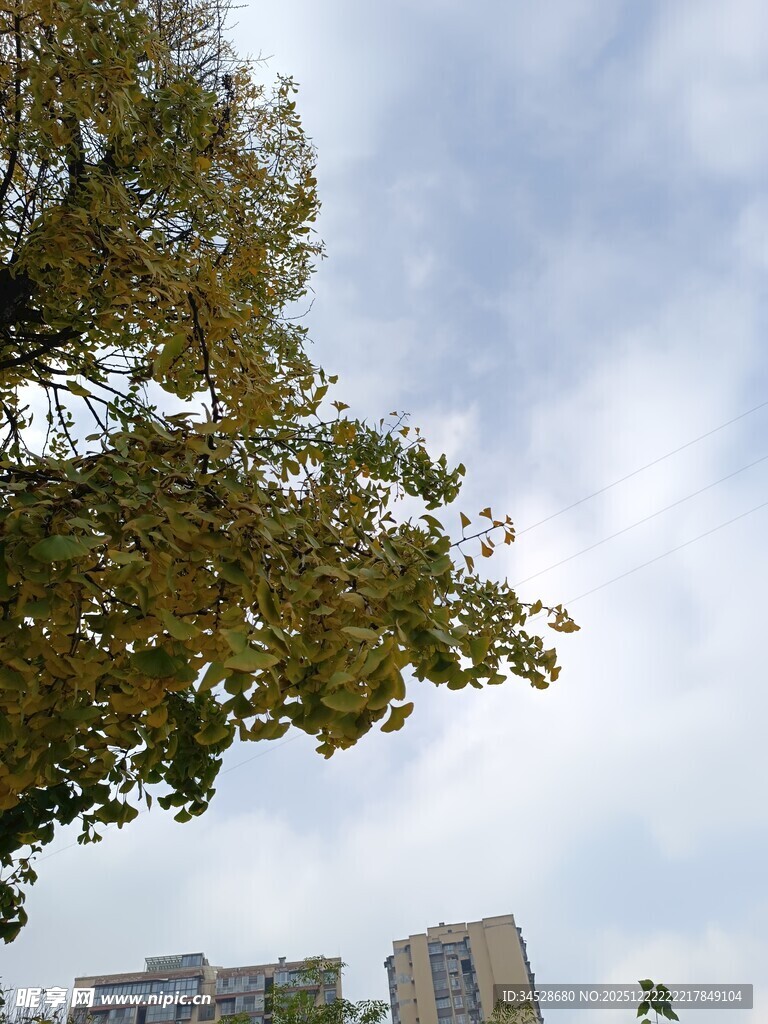 枝叶繁茂的树与远处建筑