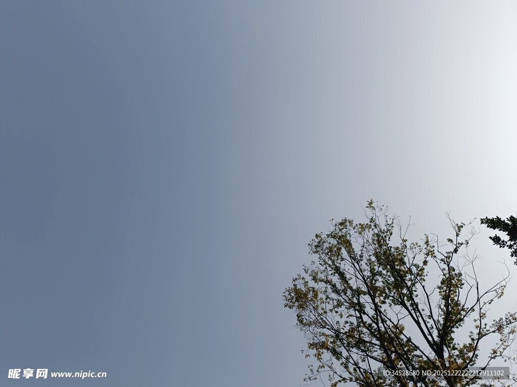 蓝天映衬下的稀疏树木