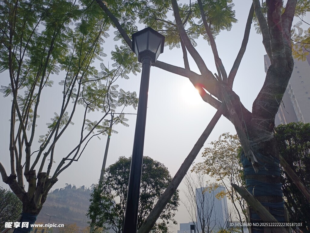 阳光下的树梢与路灯