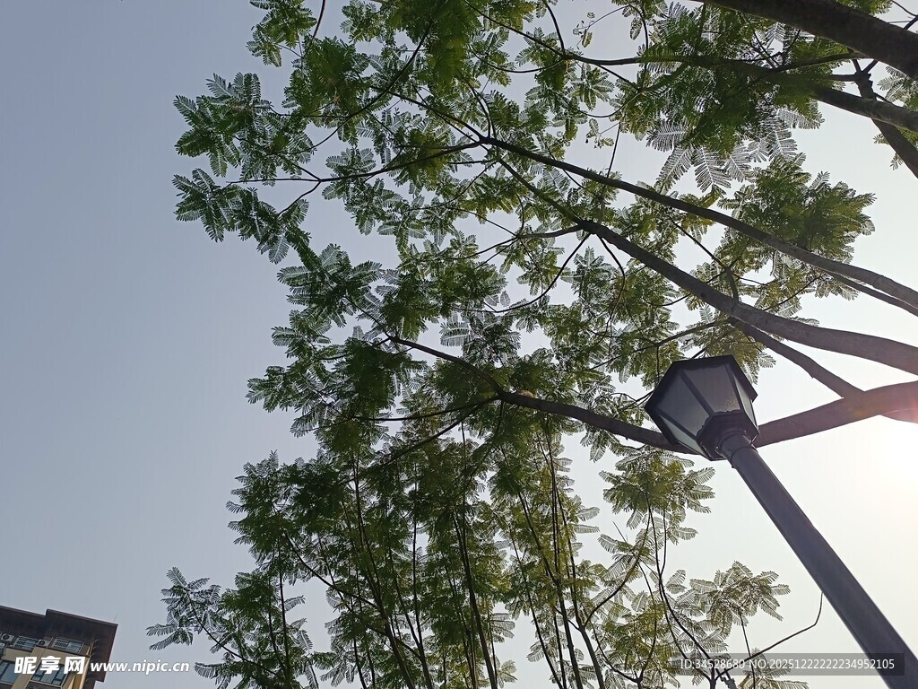 蓝天绿树间的路灯