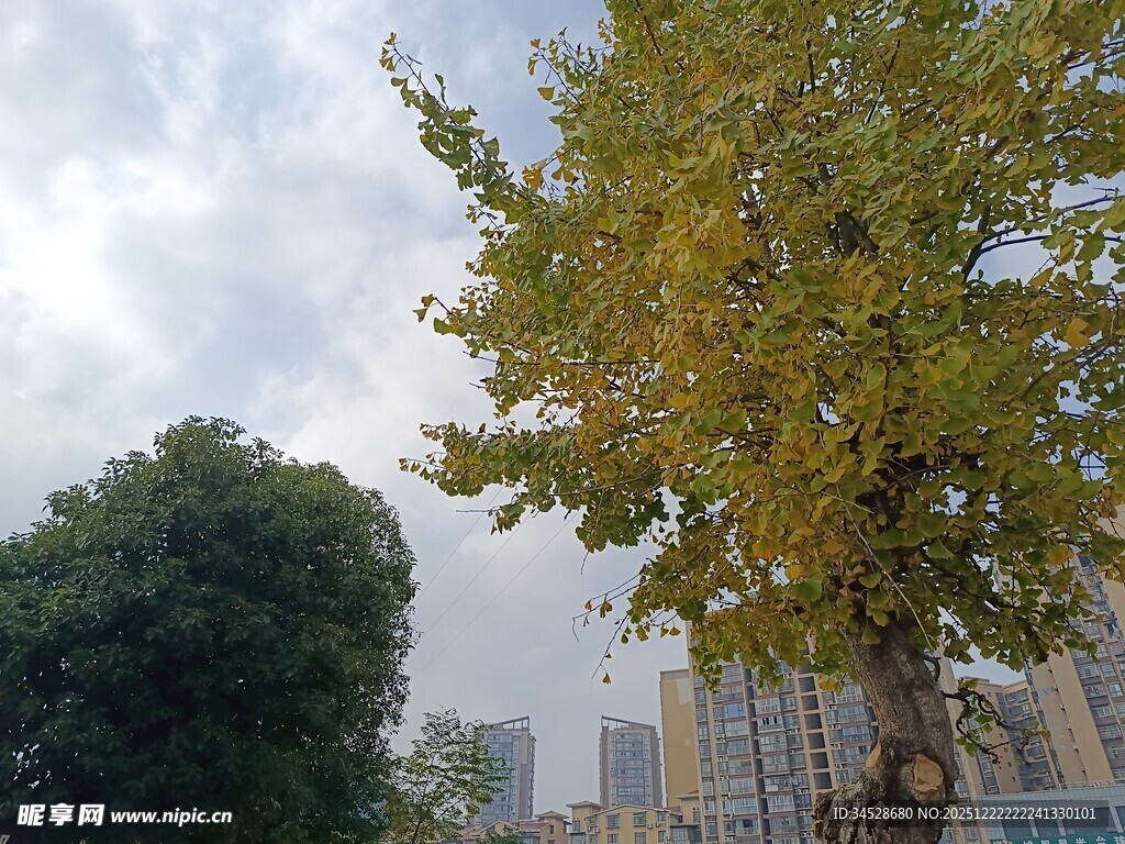 城市中的黄绿树木景观