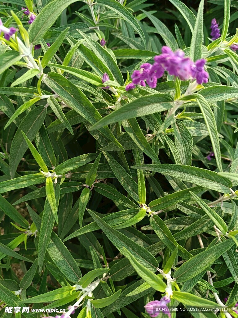 绿叶丛中的紫色小花