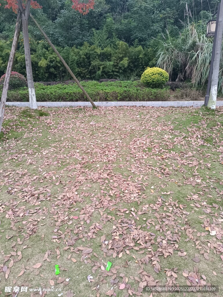 落叶铺地的静谧户外场景