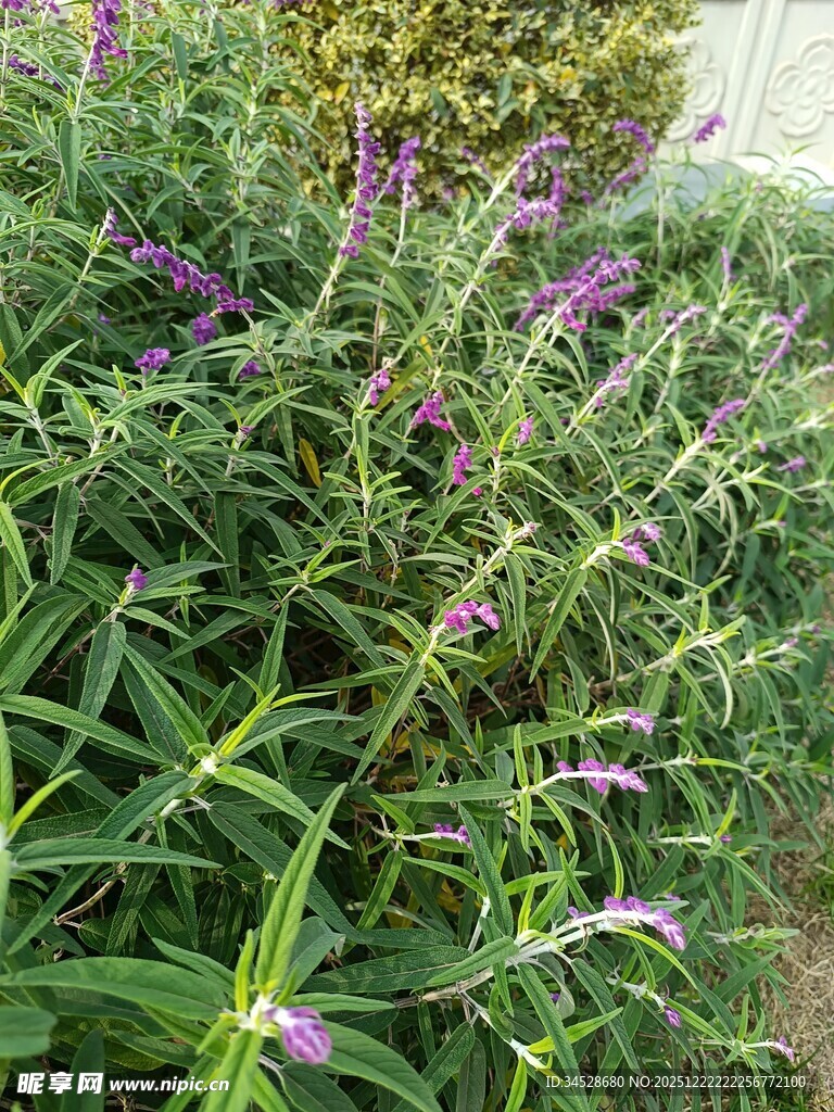 紫色野花绽放于绿叶间