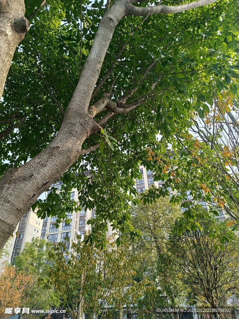 城市中繁茂的绿树景观