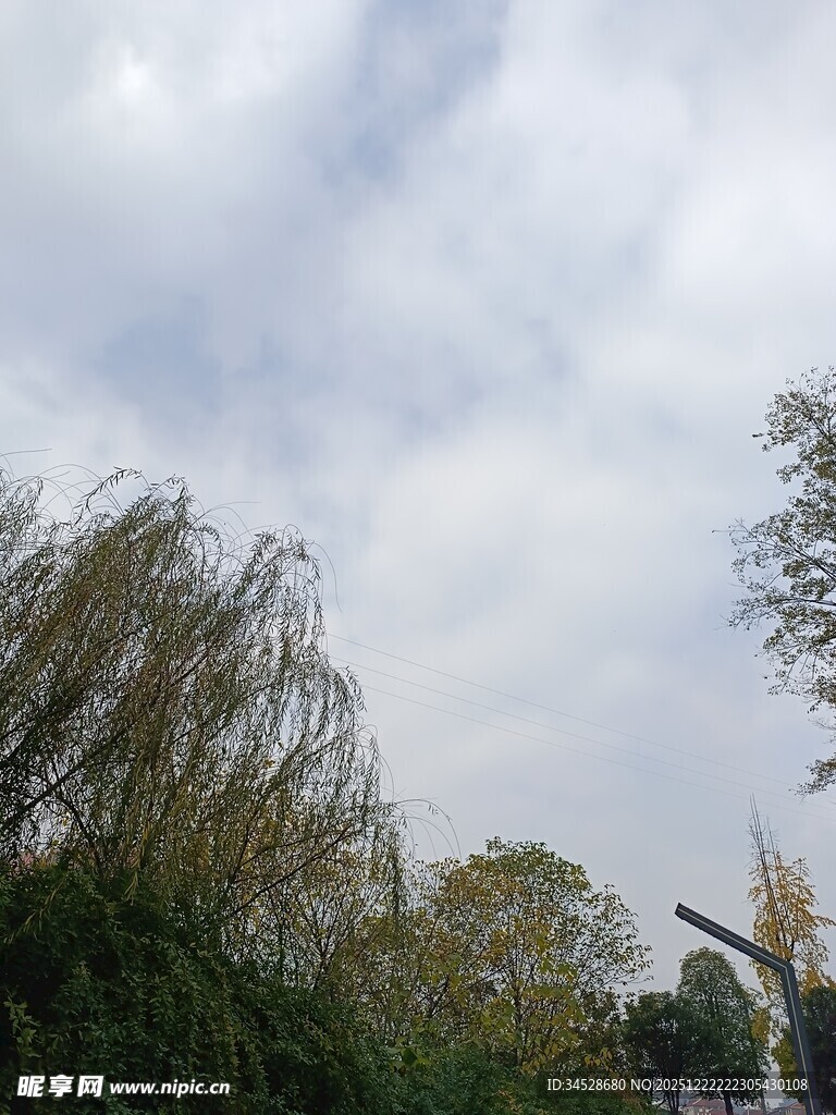 天空下的葱郁树木