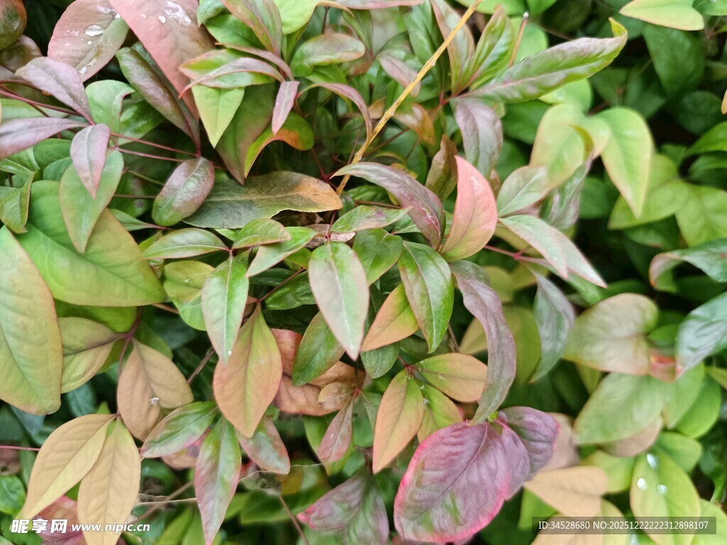 多彩叶片植物特写