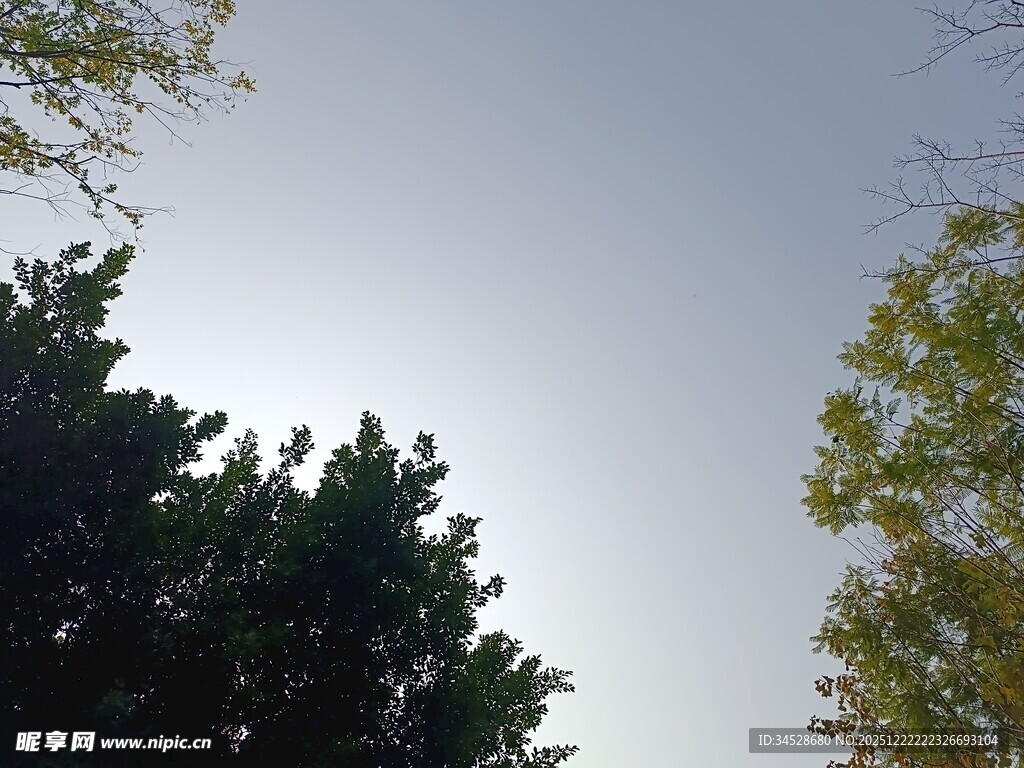 仰视绿树与晴朗天空