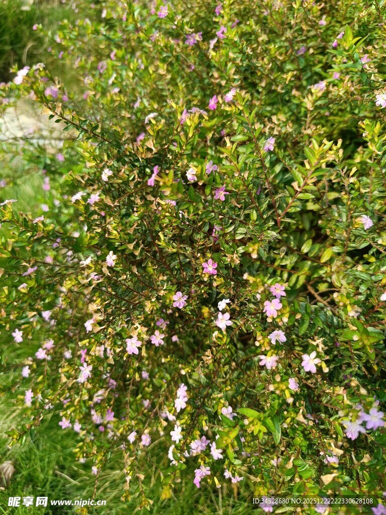 繁茂花丛绽放多彩小花