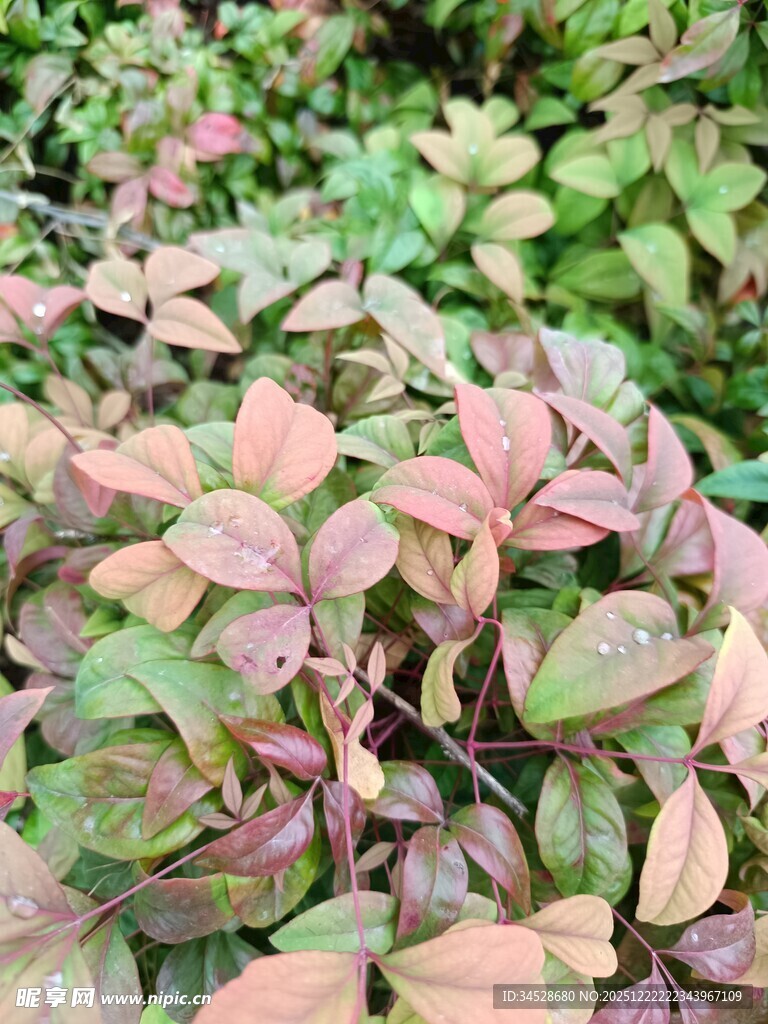 多彩叶片植物特写