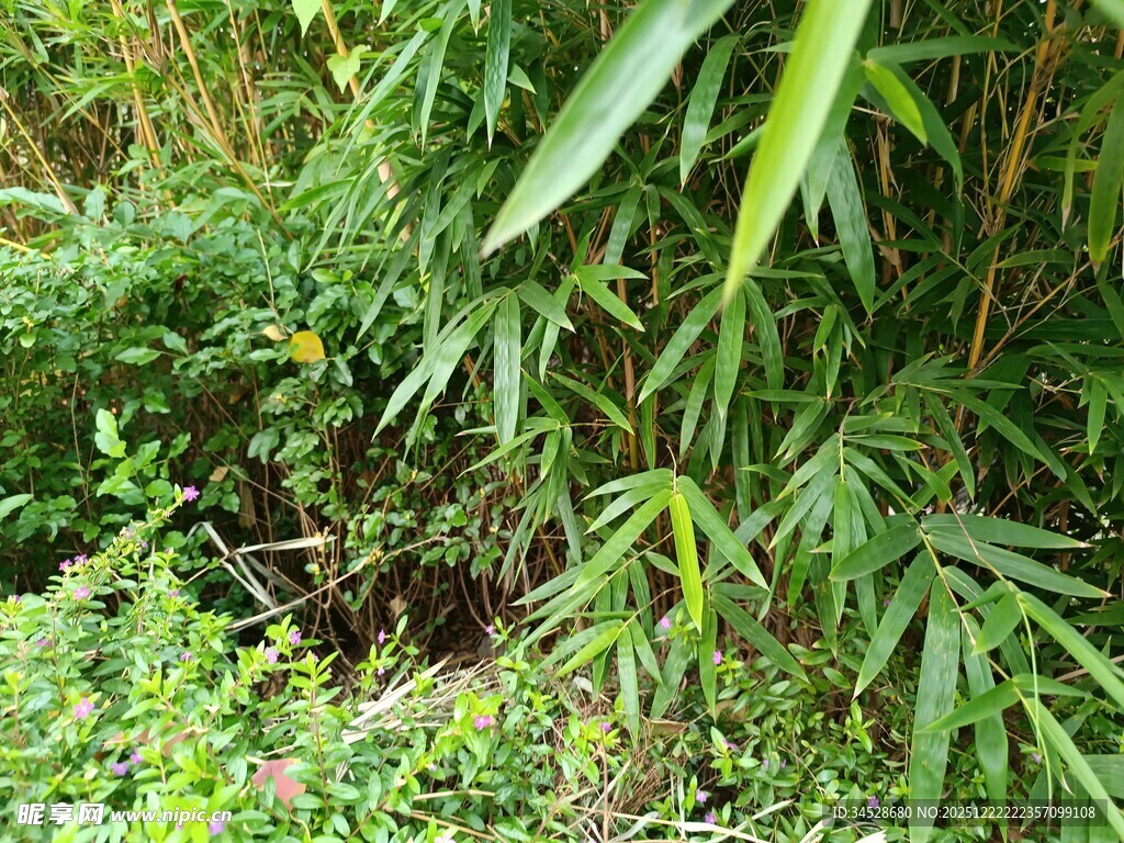 竹林中的繁茂绿植