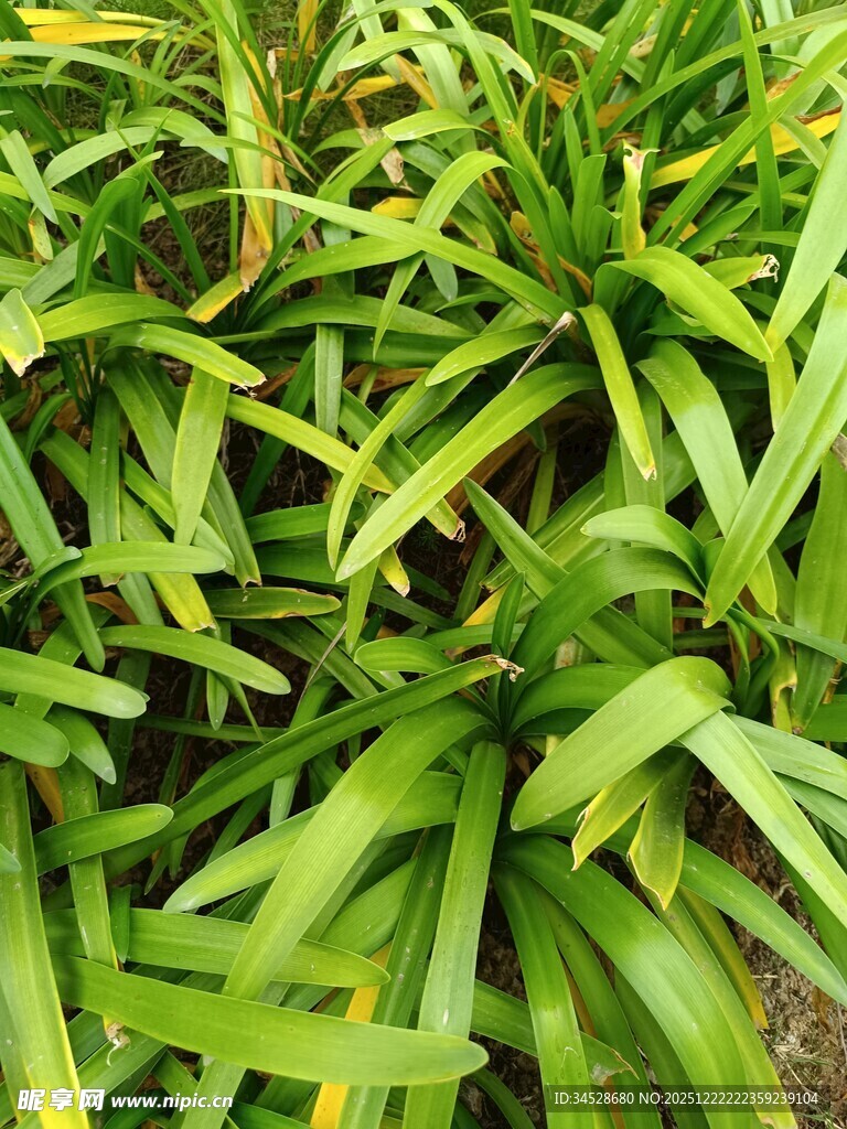 翠绿繁茂的热带植物叶片