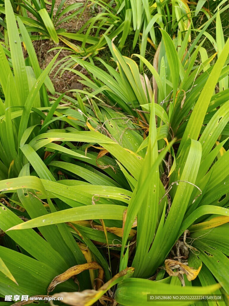 翠绿葱茏的蓬勃植物