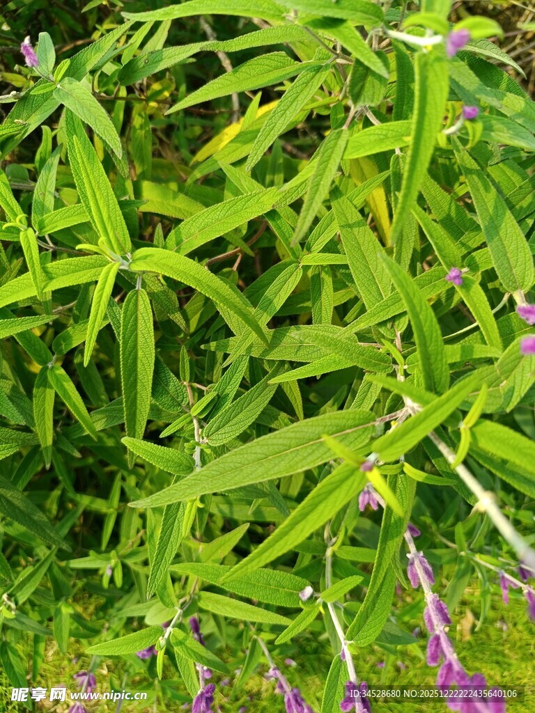 翠绿修长的草叶与紫花