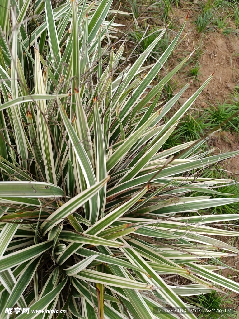 条纹叶片的绿植特写