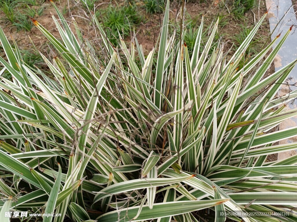 银边麦冬植物特写