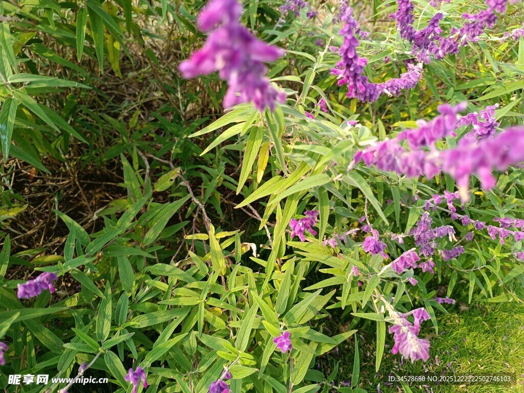 紫色花卉绽放于绿叶间