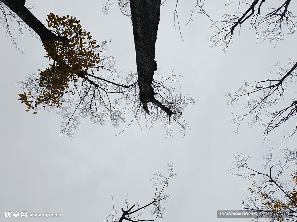 仰视冬日树枝景象