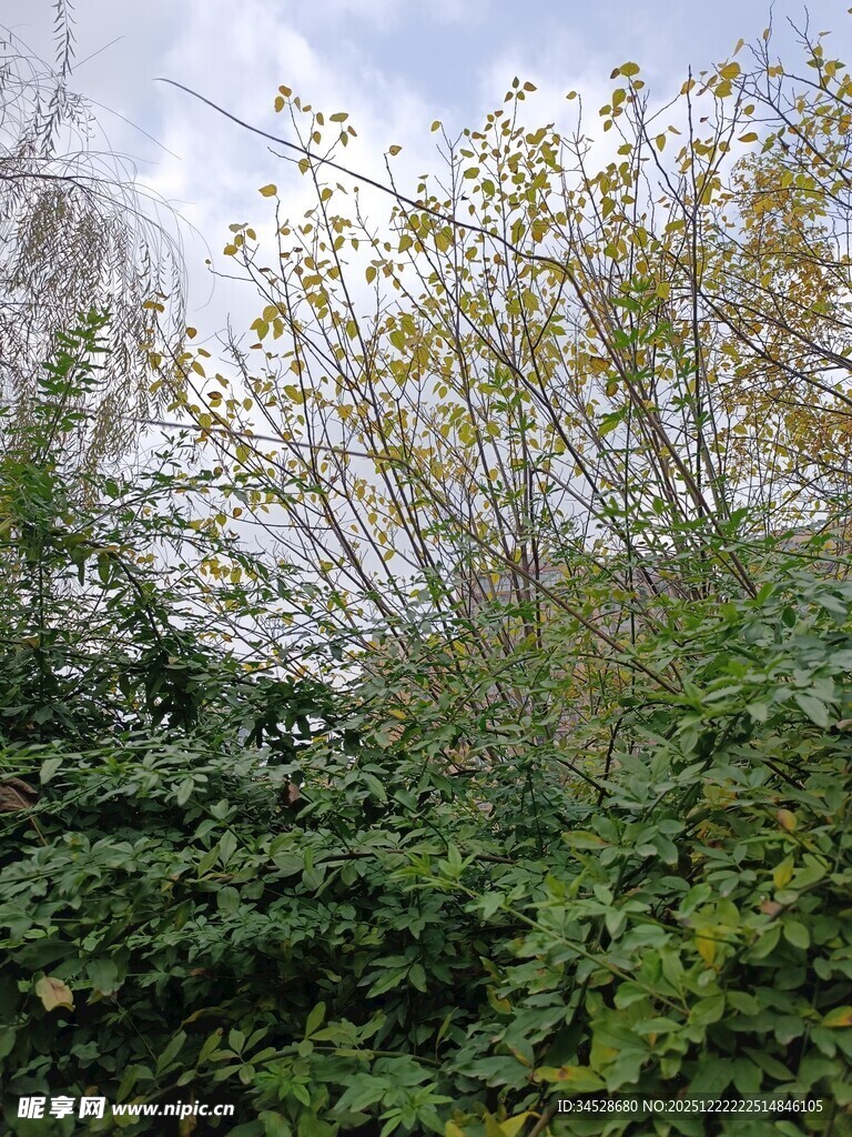 繁茂绿植与天空景象