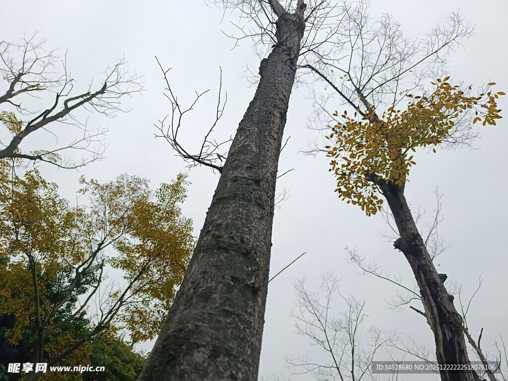 秋日枯树与黄叶景观
