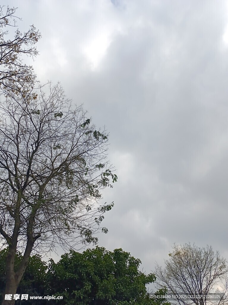阴天里的光秃树木与绿树