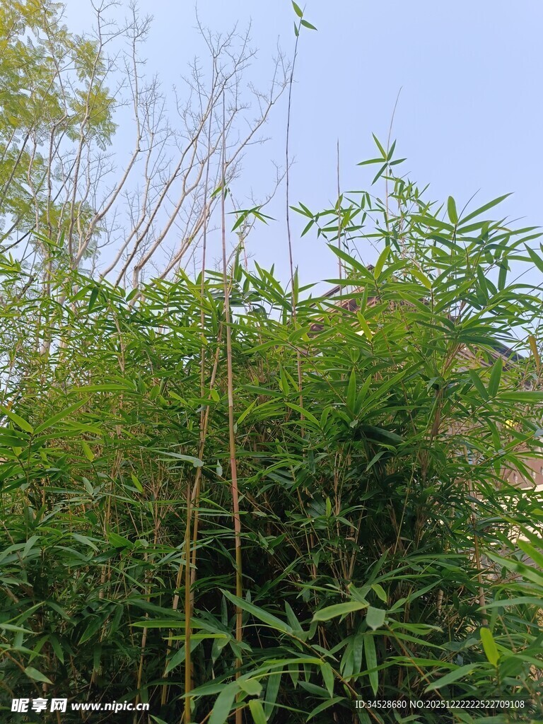 竹林绿意盎然的自然景致