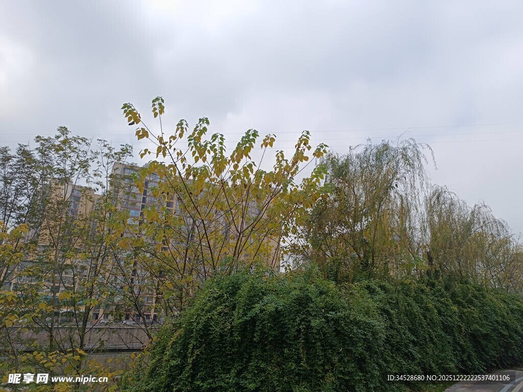 秋日路边绿植与树木景观