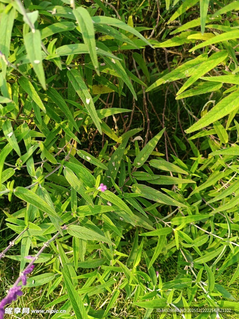 翠绿繁茂的竹林景象