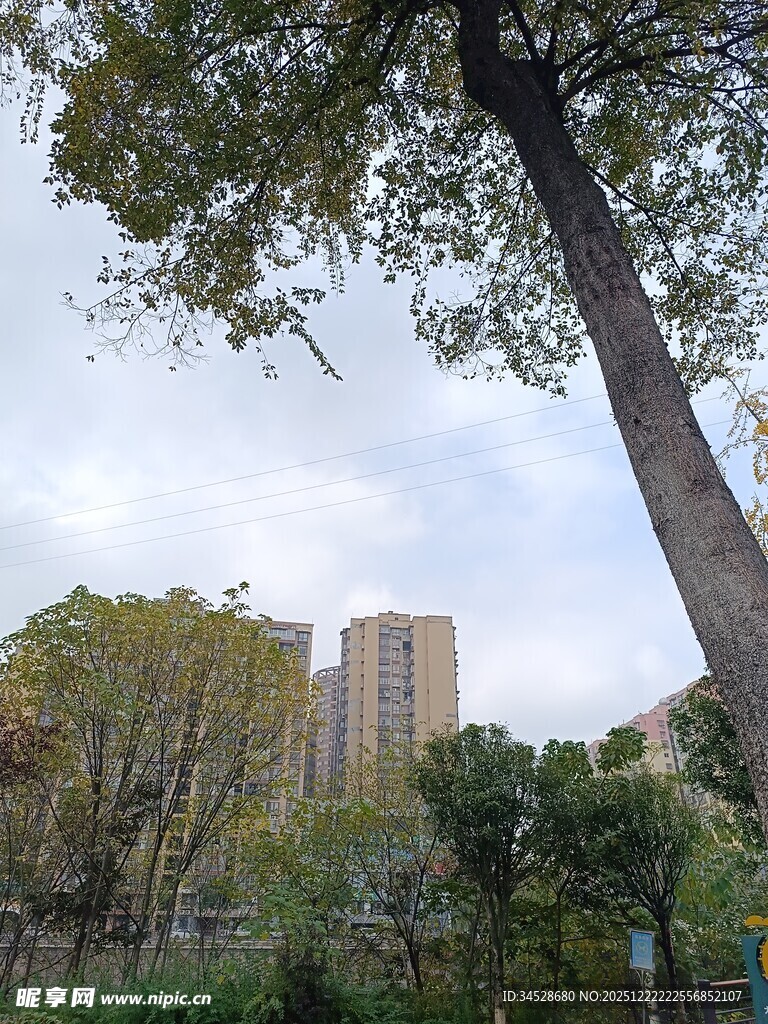 城市中大树与高楼景观