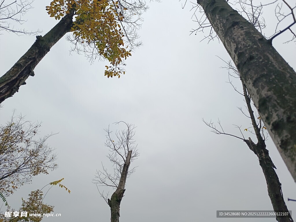 仰视秋日枯树与天空