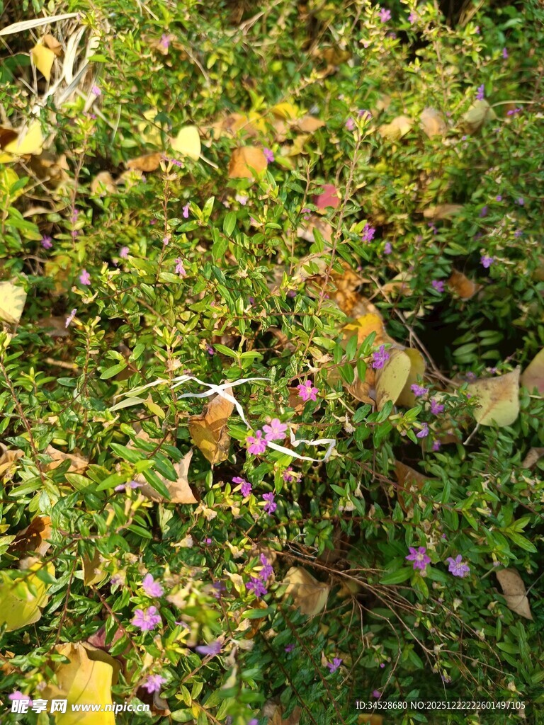 秋日繁茂的多彩植物景观