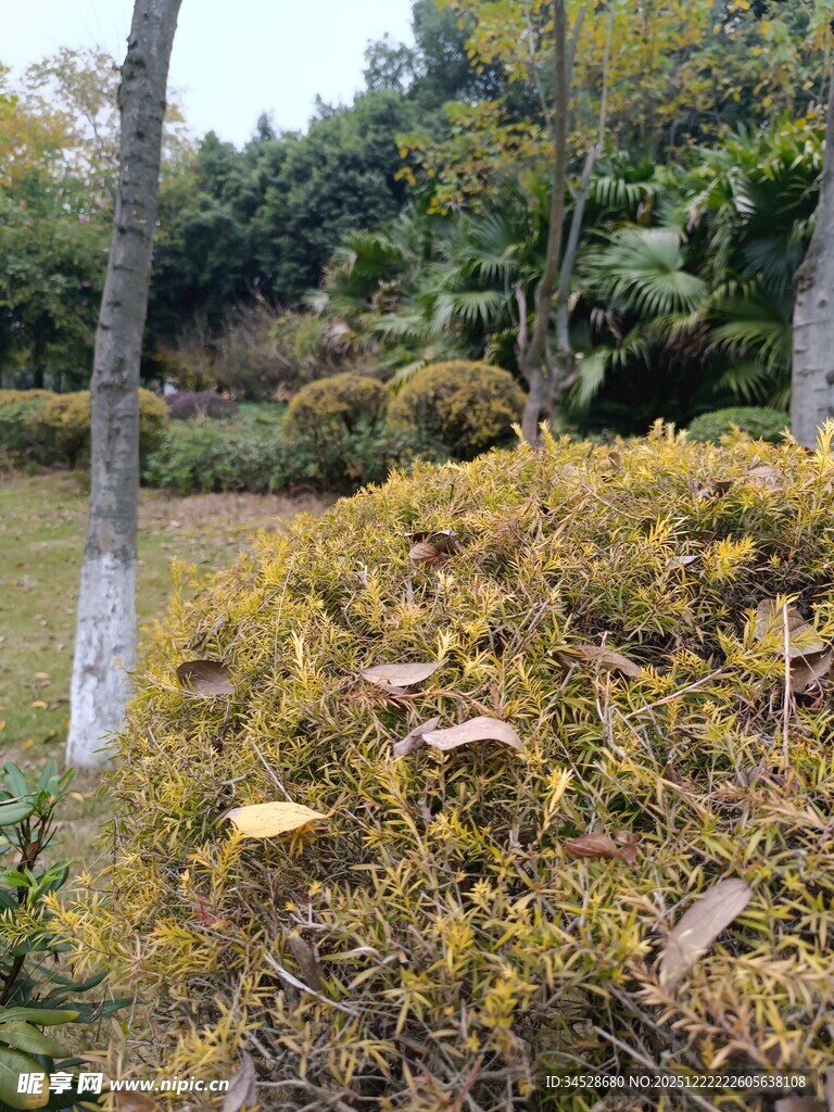 秋日园林植物景观
