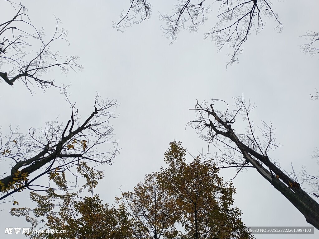 冬日枯树仰视图