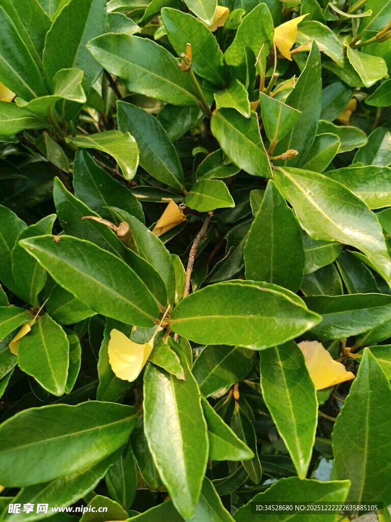 绿叶间的嫩黄叶片