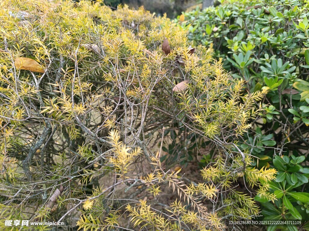 秋日多彩灌木丛