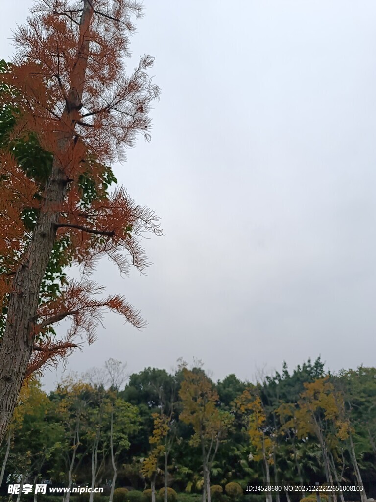 秋日山林树木景观