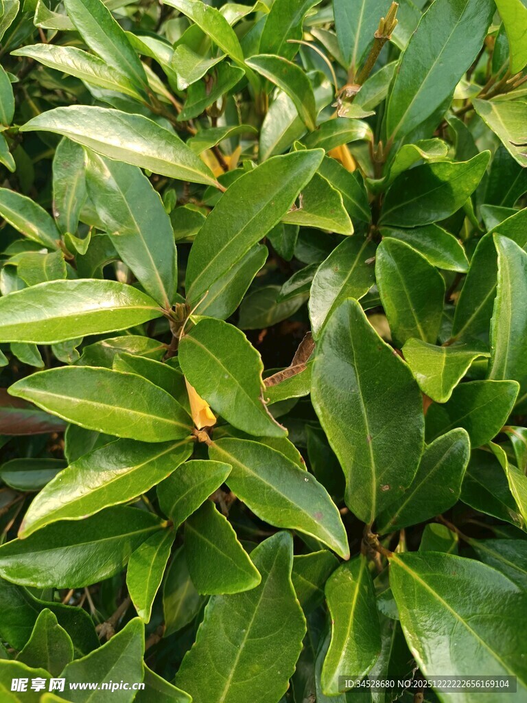 翠绿光亮的植物叶片