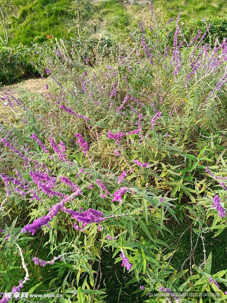 紫色花卉绿植景观