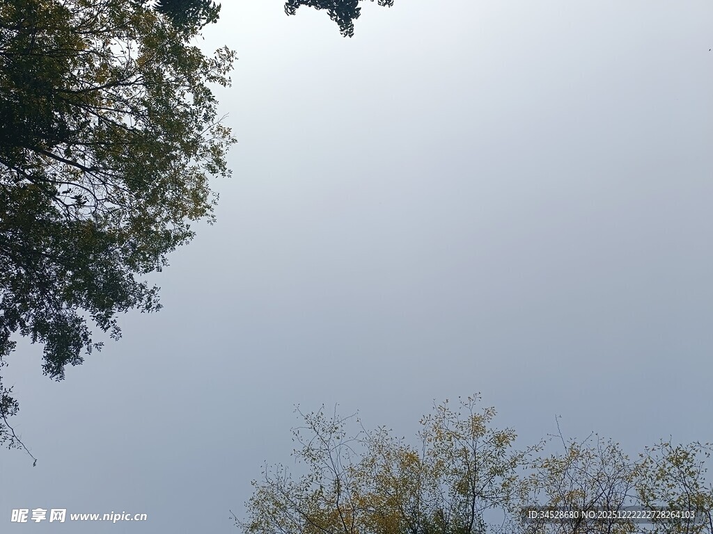 仰视天空中的树木枝叶