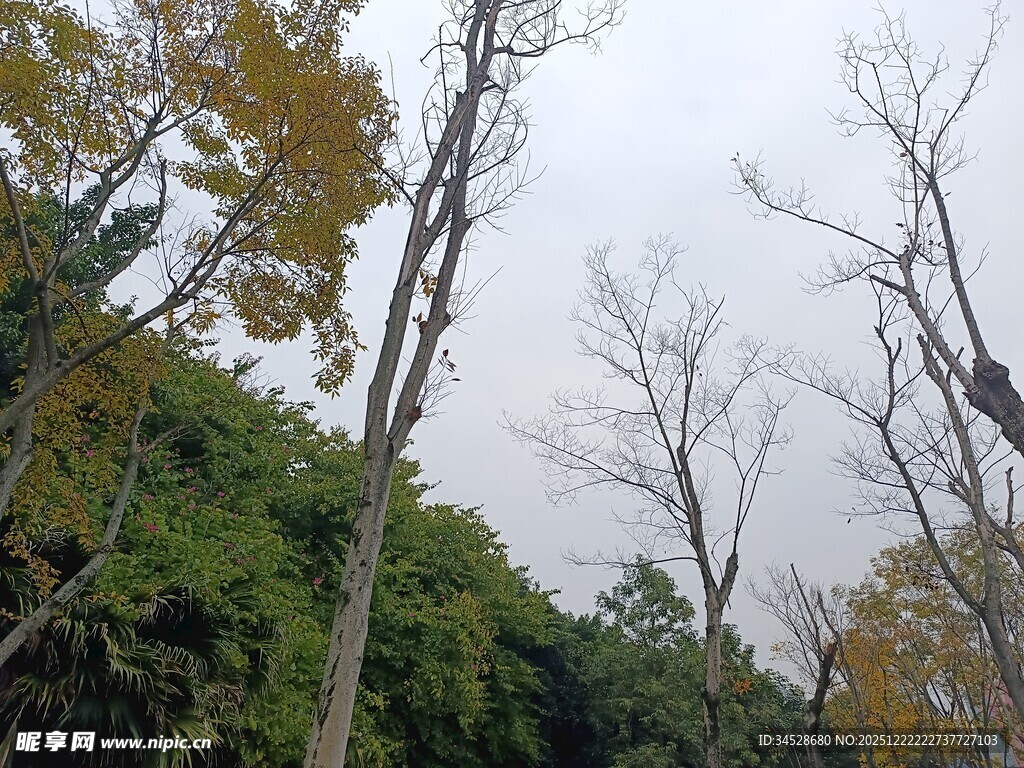 秋日山林树木景致