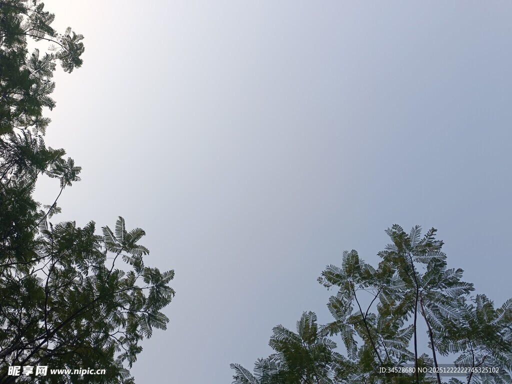 树梢之上的晴朗天空